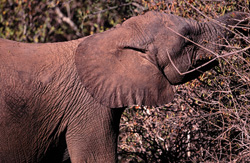 Éléphant africain majestueux cherchant de la nourriture dans la nature sauvage