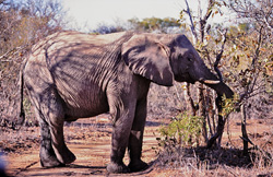 Urgence dans la savane : Éléphant africain lutte pour sa survie au milieu d'une sécheresse