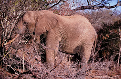 Éléphant africain majestueux dans la sécheresse de la réserve de Kapama Game