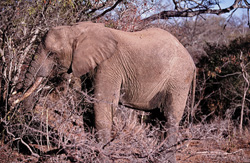 Dans la réserve de Kapama Game, l'éléphant d'Afrique mange des branches sèches pendant une période de chaleur