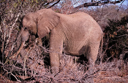 Un éléphant africain majestueux (Loxodonta africana) dans la savane sèche