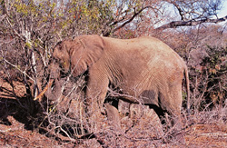 En raison de la grande sécheresse, l'éléphant (Loxodonta africana) a beaucoup de mal à trouver de la nourriture.