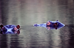 Hippopotamus