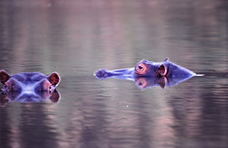 Découvrez les fascinants hippopotames (Hippopotamus amphibius) en Afrique du Sud