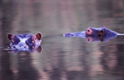 Hippos in their natural habitat - majestic animals in the water