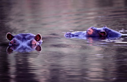 Espèce menacée d'hippopotame à Kapama, Afrique du Sud - Animal majestueux dans l'eau