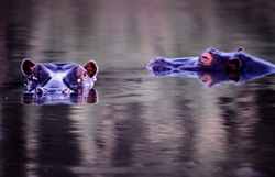 Découvrez les hippopotames majestueux dans leur habitat naturel