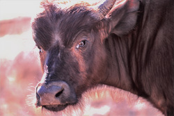 Portrait impressionnant d'un buffle du Cap dans la nature sauvage d'Afrique du Sud
