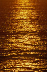 Observation des baleines dans la baie de Walker, Cap occidental, Afrique du Sud - Possibilités d'observation uniques pour les baleines à bosse et les baleines franches