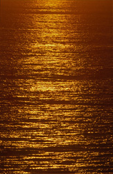 Experience Unforgettable Whale Watching in the Golden Walker Bay
