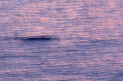 A breathtaking sight: The Southern Right Whale in the morning light off the coast of Gansbaai