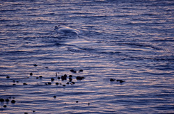 A majestic Southern Right Whale in the first morning light off the coast of Gansbaai