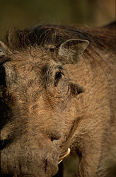Impressive portrait of a Common Warthog in its natural habitat