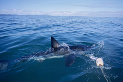 A Great White Shark with its impressive dorsal fin - The Beauty and Power of the Seas