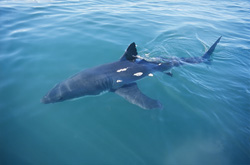 A majestic Great White Shark glides through the water in front of Geyser Rock in South Africa