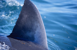 The dorsal fin of the Great White Shark viewed up close