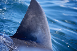 Unique photo of the distinctive dorsal fin of a Great White Shark up close