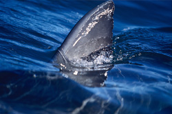 Impressive Great White Shark Dorsal Fin in the Sunlight