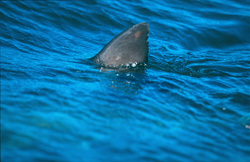 Unique Great White Shark Dorsal Fin off the Coast of Gansbaai