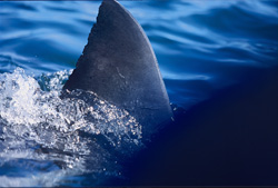 The unique dorsal fin of a Great White Shark (Carcharodon carcharias)