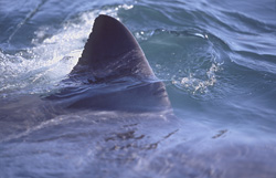 A Great White Shark swims close to our boat, showcasing its distinctive dorsal fin