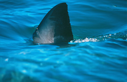 Unique Capture of the Dorsal Fin of a Great White Shark