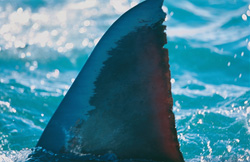 Fascinating capture of the dorsal fin of the Great White Shark in Gansbaai, South Africa