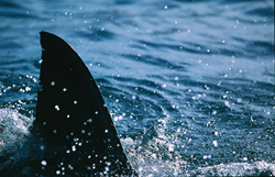 The dorsal fin of the great white shark has a special pattern which makes it individually recognizable.