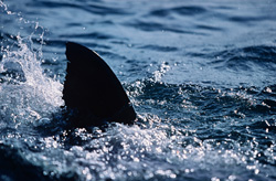 Majestic dorsal fin of a Great White Shark off the coast of South Africa