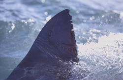 Fascinating Great White Shark Dorsal Fin off the Coast of Dyer Island