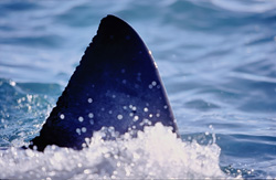The triangular dorsal fin of a Great White Shark - A unique feature of recognition