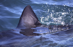 An impressive Great White Shark with a distinctive dorsal fin