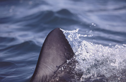Impressive dorsal fin of the great white shark in front of Dyer Island