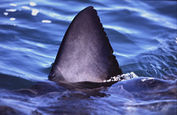 Impressive dorsal fin of the Great White Shark
