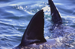 Unique feature of the Great White Shark - Six miles from Gansbaai