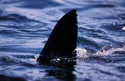 In the last light of the evening, the dorsal fin of a Great White Shark cuts through the water in front of Geyser Rock