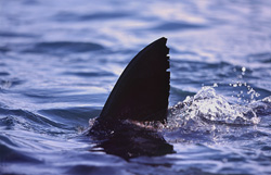 Impressive Dorsal Fin of the Great White Shark near Geyser Rock