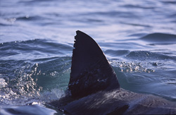 The Great White Shark - Majestic ocean creature with a distinctive dorsal fin