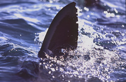 A Great White Shark (Carcharodon carcharias) right beneath the water surface. The triangular characteristic dorsal fin is sticking out of the water.