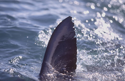 Impressive capture of the dorsal fin of a Great White Shark in South Africa