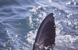 Unique dorsal fin of a Great White Shark in front of Geyser Rock