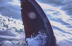 An impressive Great White Shark (Carcharodon carcharias) up close to the boat. The reflections of light on its characteristic dorsal fin are clearly visible.