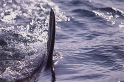 Majestic Steel Gray Great White Shark Dorsal Fin in the Ocean
