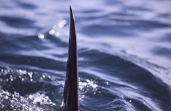 The dorsal fin of the great white shark has a special pattern which makes it individually recognizable
