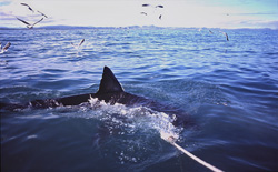 Unique Great White Shark with distinctive dorsal fin off the coast of South Africa
