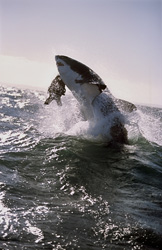 Urploetzlich schießt ein riesiger, tonnenschwerer Koerper aus dem Wasser. Im Maul haelt der Weiße Hai (Carcharodon carcharias) Koekie, unsere Robben-Attrappe.