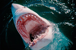 Das Schicksal einer Robbe ist fast immer besiegelt, wenn sie von diesem Maul gepackt wird. Doch selbst in dieser ausweglosen Situation gelingt es ihr manchmal, den Weißen Hai (Carcharodon carcharias) mit Klauen und Zähnen zu verletzen und zu entkommen. Die Bisswunden sind fatal, aber Tiere erholen sich erstaunlicherweise.