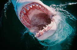 An Impressive View into the Mouth of a Great White Shark