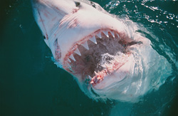 The Impressive Teeth of the Great White Shark - Master of the Seas