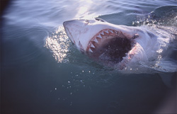 An impressive moment: The great white shark reveals its impressive teeth